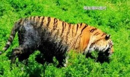 南昌黑虎爆料视频大全集,揭秘事件真相与幕后黑幕